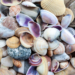 Marine still life. Background of different size, large, small striped, yellow, gray, gradient, pink, purple, white, lilac, multi-colored shells mixed with striped, spotty, gray, white, brown pebbles.