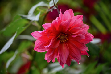 Dahlia flower , colorful flowers  