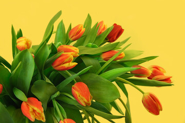 Yellow red-yellow tulips bouquet isolated on yellow background.