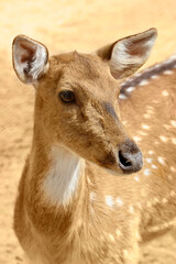 Close-up of roe deer female.