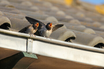 two cute young barn swallows are begging for food, with their mouths wide open at the gutter of a...