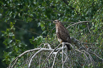 A common buzzard, buteo buteo, sitting on the branch of a weeping birch tree