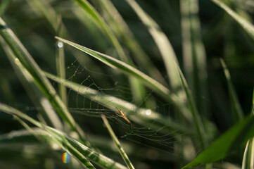 Grass and cobwebs with dew.