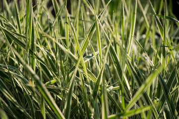 Dew on the grass.