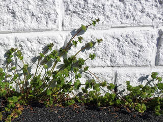 ivy growing on a wall