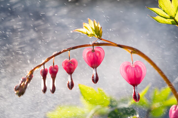 Fototapeta premium Pink flowers dicentra and water drops.