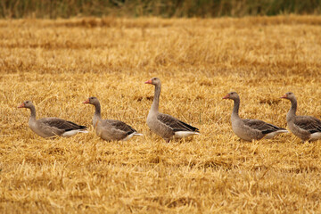 Obraz na płótnie Canvas a row of greylag geese in a golden field with wheat stubbles in the fields in the netherlands in springtime