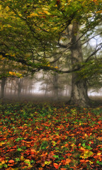 Obraz premium A misty fantastic autumn forest