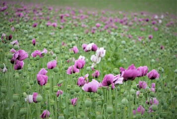 Fototapeta premium lila Mohnblumen