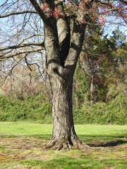 Fototapeta premium tree in the park