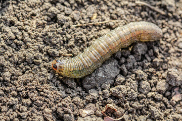  Winter pest insect pest (Agrotis segetum)