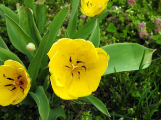 yellow tulips in a garden