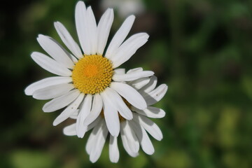 white daisy flower