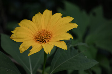 Wild flowers , sri lanka , jungle