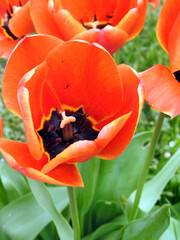 red tulip flowers in garden