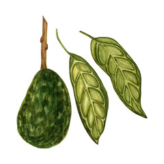 Naklejka premium Watercolor. Avocado. isolated on a white background. Tropical evergreen fruit plant.