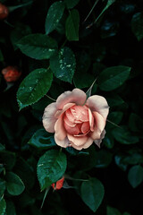 Rose in evening light after raining