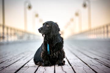 Czarny, długowłosy pies siedzi na molo - obrazy, fototapety, plakaty