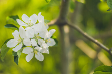 Obraz premium White Apple blossoms on a background of green grass. Spring.