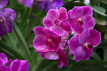Vibrance colour of Pink Vanda Noppadol Delight or Singapore Orchid in the garden.