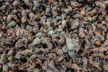 Turkish hazelnuts with own leaves,from Black Sea Region of Turkey new nuts of harvest.Hand holding a fresh hazelnut branch on others.