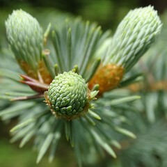 Closeup of blue spruce candles