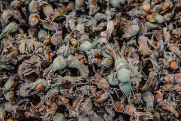 Turkish hazelnuts with own leaves,from Black Sea Region of Turkey new nuts of harvest.Hand holding a fresh hazelnut branch on others.