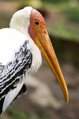 Yellow-billed stork (Mycteria ibis). Close up portrait of this large bird. Long orange beak, pink wrinkly face, white head and neck, black details on wings. Diffuse geen and brown background. Africa 
