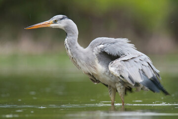 Gray heron (Ardea cinerea), photo of massive gray bird wading through flat lake, with fluffy feathers, large beak, long feathers on back side of head, scene from wild nature. River Váh, Slovakia
