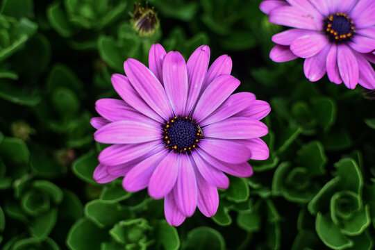 Osteospermum ecklonis , daisy flower , purple color