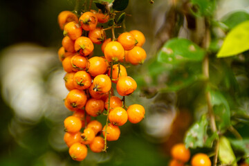 
plant with bunches of small round fruits, orange from brazil