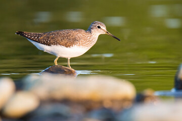 Green sandpiper (Tringa ochropus), small shorebird, standing in water and looking for some meal, evening light from right side of photo, green diffuse background, brown foreground consist of stones.