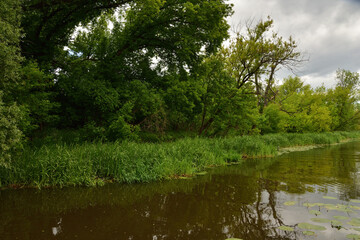 Fototapeta na wymiar Brzeg rzeki porośnięty szuwarami i krzewami w lekko pochmurny dzień.