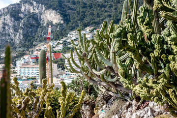 botanical park with different cactuses in Monaco