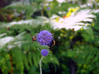 La flor y la abeja 2