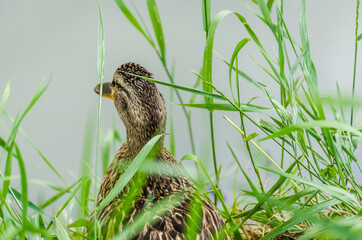 Portrait of a wild duck on the bank of the canal 