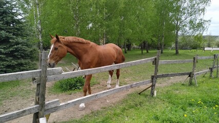 Naklejka premium Friendly, curious brown horse with a white stripe in the face on a pasture among birches and firs looking at the camera through the wooden fence