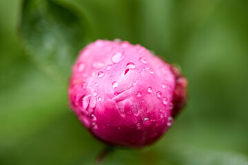 Beautiful pink peony with dew drops, close-up, macro photo