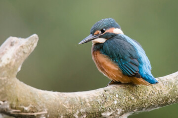 Common kingfisher (Alcedo atthis), young individual of this small beautiful bird sitting on branch, blue back and orange abdomen, green diffused background, scene from wild nature, river Váh,Slovakia