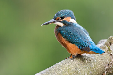 Common kingfisher (Alcedo atthis), young individual of this small beautiful bird sitting on branch, blue back and orange abdomen, green diffused background, scene from wild nature, river Váh,Slovakia