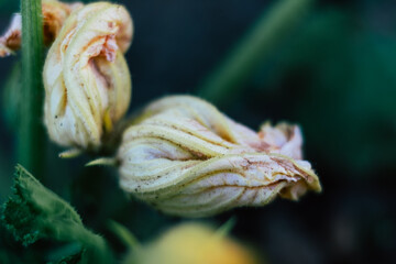 Closeup sur une fleur de courgette dans le jardin potager