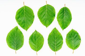 plant leaves on white background. Top view, Flat lay.
