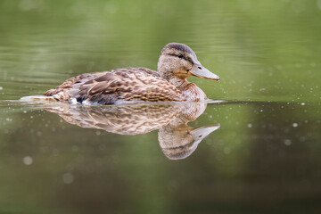 Mallard (Anas platyrhynchos), female of beautiful duck swimming in lake, brown fluffy feathers, diffuse green lake level, wild scene from nature, river Váh, Slovakia. Reflection on water level. 