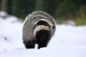 European badger, Meles meles, looking for food in forest during snowfall. Hunting animal in snow. Wildlife scene from winter nature. Habitat Europe, Western Asia. © Vaclav