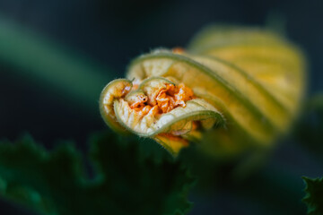 Closeup sur une fleur de courgette dans le jardin potager