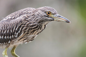 Black-crowned night heron (Nycticorax nycticorax), juvenile bird of night heron sitting on the branch. Wading bird with spotted gray feathers, long beak and orange eyes. Close up portrait. Slovakia 