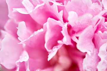 Beautiful pink peony with dew drops, close-up, macro photo