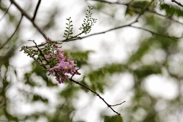 Wild flowers , sri lanka , jungle
