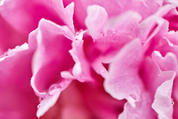 Obraz na płótnie Canvas Beautiful pink peony with dew drops, close-up, macro photo