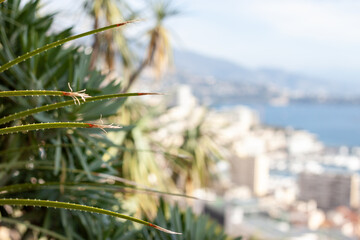 botanical park with different cactuses in Monaco